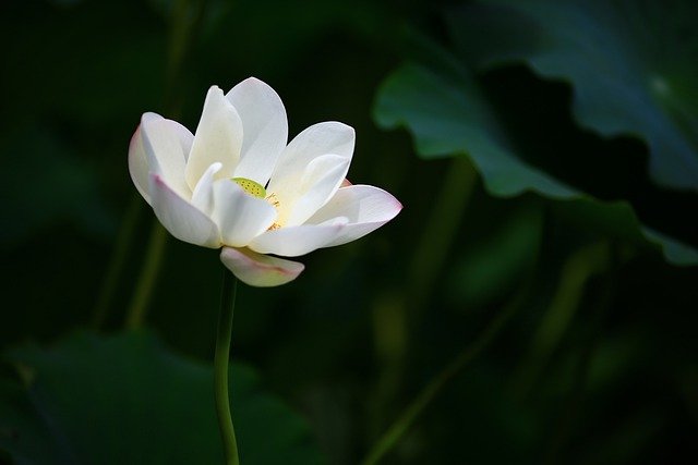 lotus-6605296_640 - blog - pranoterapia empoli, firenze, signa